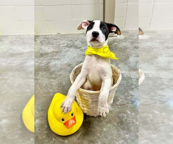 Medium Photo #2 Mutt Puppy For Sale in Abbeville, LA, USA