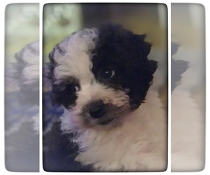 Poodle (Miniature)-Zuchon Mix Puppy for Sale in BOWLING GREEN, Kentucky USA