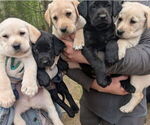 Image preview for Ad Listing. Nickname: Litter of 9