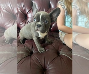 French Bulldog Puppy for sale in GLENDALE HEIGHTS, IL, USA
