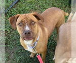 Small #2 Labrador Retriever Mix
