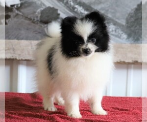 Pomeranian Puppy for sale in FREDERICKSBG, OH, USA