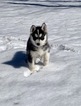 Small Photo #3 Siberian Husky Puppy For Sale in MORGANTOWN, IN, USA