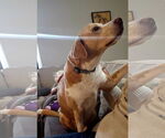 Small #6 Labrador Retriever Mix