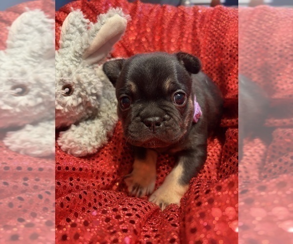 Medium Photo #2 French Bulldog Puppy For Sale in LEESVILLE, LA, USA