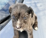 Puppy Luna Aussiedoodle