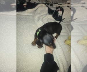 Dachshund Puppy for sale in LIBERTY, MO, USA
