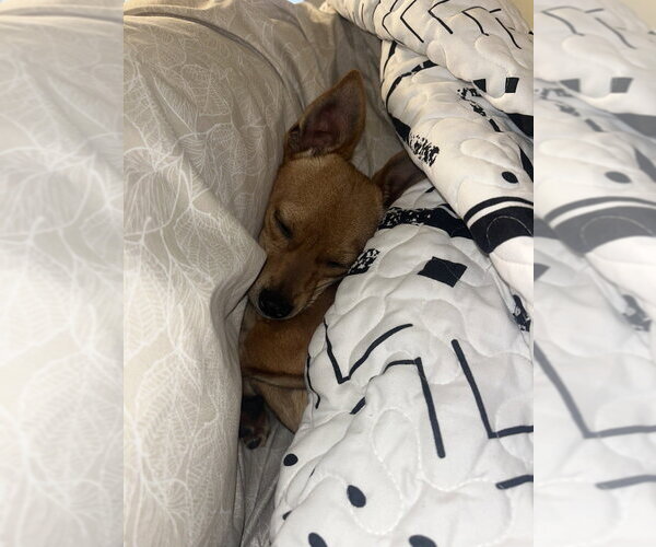 Medium Photo #5 Chihuahua Puppy For Sale in Lakewood, CO, USA