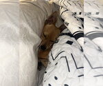 Small #4 Chihuahua