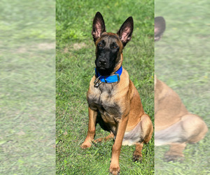 Father of the Belgian Malinois puppies born on 11/24/2022