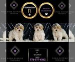 Small Photo #56 Maltipoo (Miniature) Puppy For Sale in WARSAW, IN, USA