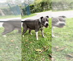 Small #12 Staffordshire Bull Terrier