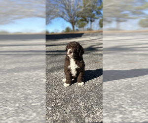 Newfypoo Puppy for Sale in COLLINSVILLE, Alabama USA
