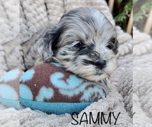 ShihPoo Puppy for sale in CLARE, MI, USA