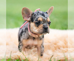 Small #4 French Bulldog