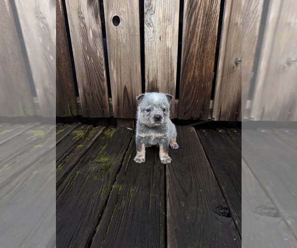 Medium Photo #1 Australian Cattle Dog Puppy For Sale in SANTA ROSA, CA, USA