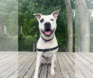 Hawaii - Female Mutt Dog for Adoption - Photo #5