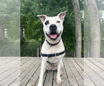 Small #4 Mutt