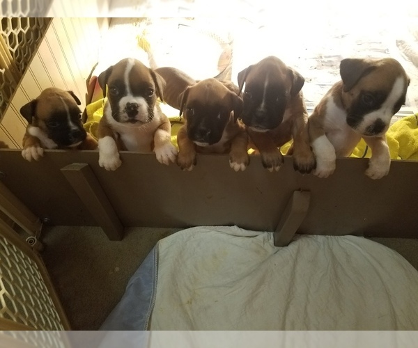 Medium Photo #3 Boxer Puppy For Sale in HIGGINSVILLE, MO, USA