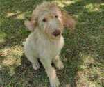 Small Photo #4 Poodle (Standard) Puppy For Sale in AND, SC, USA