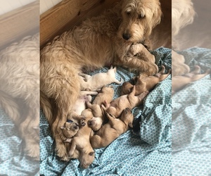 Mother of the Double Doodle puppies born on 05/23/2022