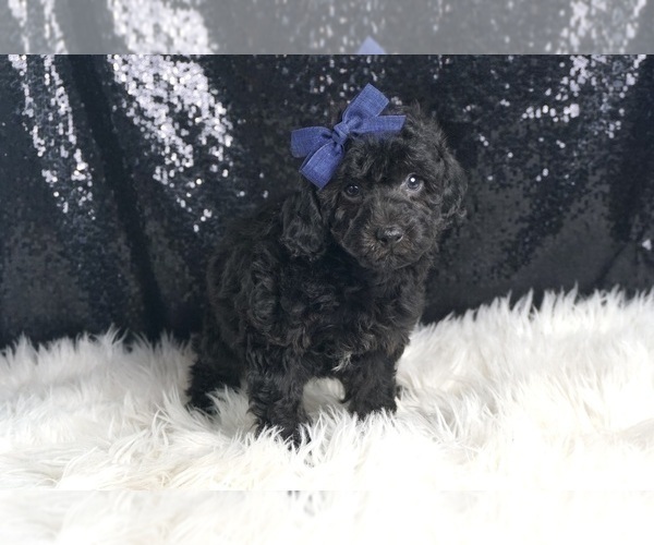 Medium Photo #5 Poodle (Toy) Puppy For Sale in WARSAW, IN, USA