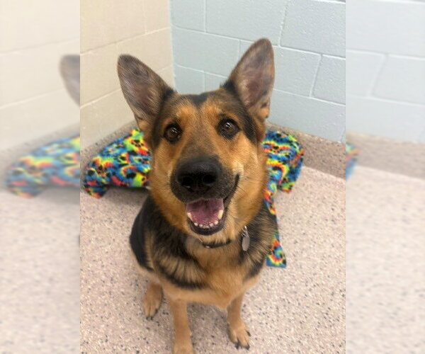 Medium Photo #1 German Shepherd Dog Puppy For Sale in Brighton, CO, USA