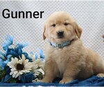 Litter of 4 - Male Golden RetrieverLitter of Puppies for Sale - Photo #6