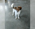 Small #2 Papillon