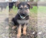 Small German Shepherd Dog Mix
