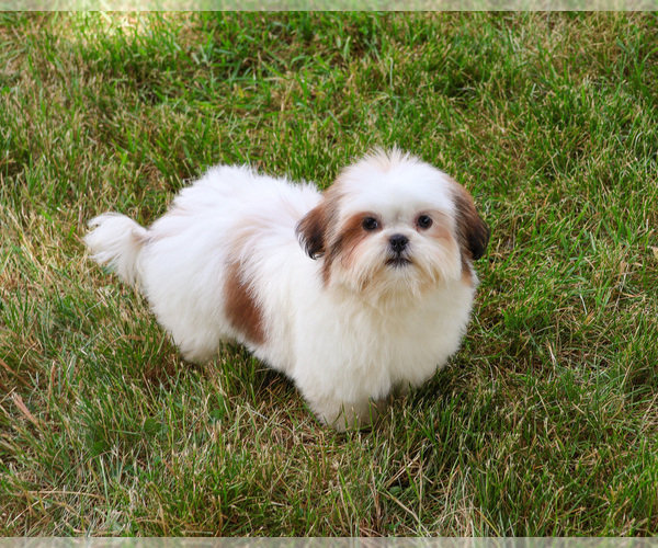 Medium Photo #5 Shih Tzu Puppy For Sale in SYRACUSE, IN, USA