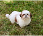 Small #4 Shih Tzu