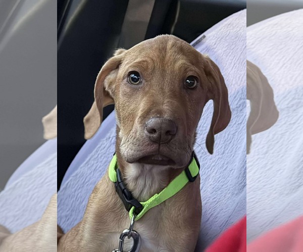 Medium Photo #1 Labrador Retriever-Treeing Walker Coonhound Mix Puppy For Sale in Duluth, MN, USA