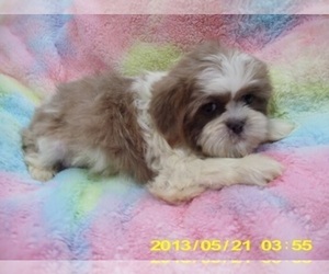 Shih Tzu Puppy for sale in JACKSON, MS, USA