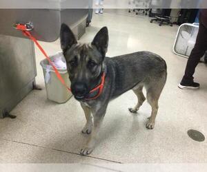 German Shepherd Dog Dogs for adoption in Riverside, CA, USA