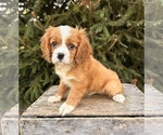Small #1 Cavalier King Charles Spaniel-Miniature Bernedoodle Mix
