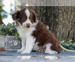 Small #2 Miniature Australian Shepherd