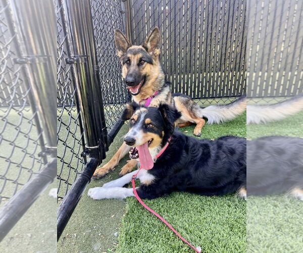 Medium Photo #2 German Shepherd Dog Puppy For Sale in Salinas, CA, USA