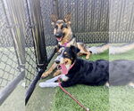 Small #1 German Shepherd Dog