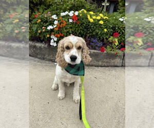 Cocker Spaniel Dogs for adoption in Cliffwood, NJ, USA