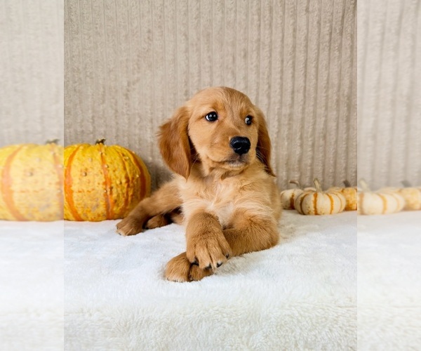 Medium Photo #2 Golden Retriever Puppy For Sale in INDIANAPOLIS, IN, USA