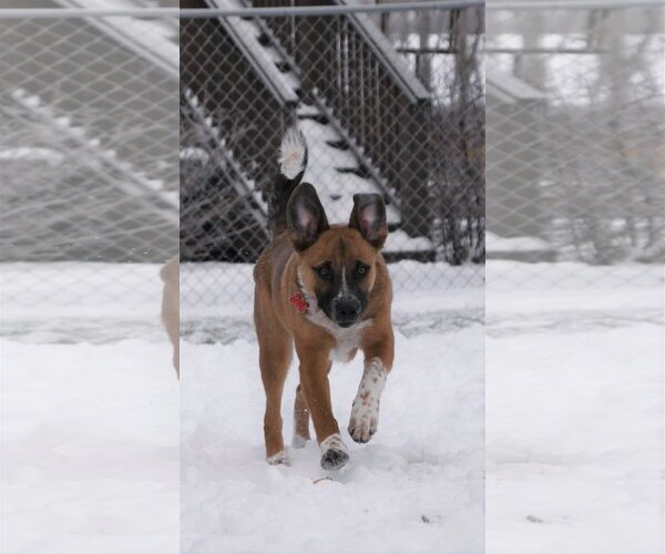 Medium Photo #9 Mutt Puppy For Sale in Farmington, MN, USA