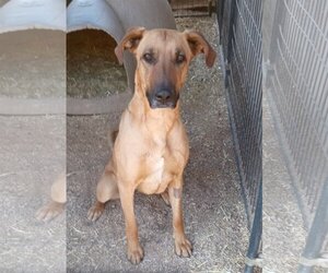 Great Dane-Unknown Mix Dogs for adoption in Golden Valley, AZ, USA