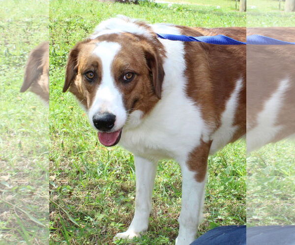 Medium Photo #2 Border Collie-Retriever  Mix Puppy For Sale in Prattville, AL, USA