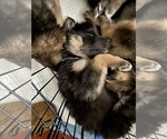 Small Photo #33 German Shepherd Dog-Siberian Husky Mix Puppy For Sale in LOS GATOS, CA, USA