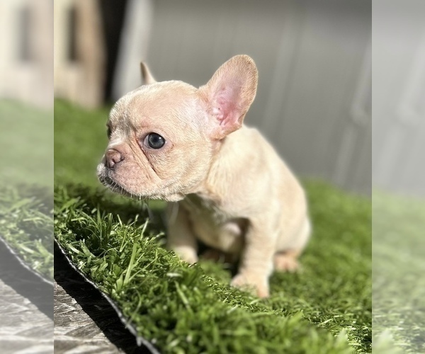 Medium Photo #7 French Bulldog Puppy For Sale in ATLANTA, GA, USA