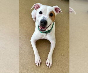 Mutt Dogs for adoption in Derwood, MD, USA