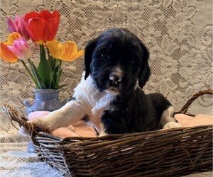 English Springer Spaniel Puppy for sale in OWEN, WI, USA