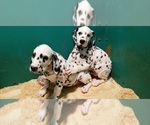Small Photo #2 Dalmatian Puppy For Sale in DUVALL, WA, USA