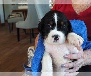 English Springer Spaniel Puppy for sale in NEWCASTLE, CA, USA